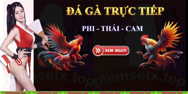 Giới thiệu trang đá gà trực tiếp Phi Cam Thai Phim Set X Đá Gà